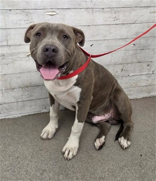 Photo of Boog, adoptable Pit Bull Terrier in San Bernardino, California