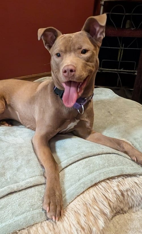 Photo of Adorable Maisy, adoptable American Pit Bull Terrier in Cuyahoga Falls, Ohio
