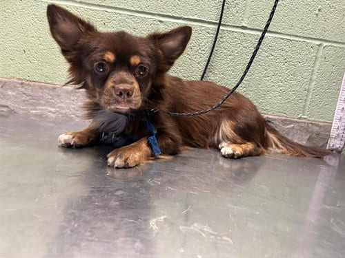 Photo of Perry, adoptable Chihuahua in Grand Prairie, Texas