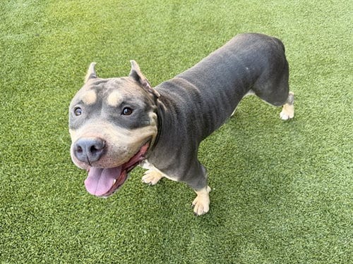 Photo of Loki, adoptable American Pit Bull Terrier in Garland, Texas