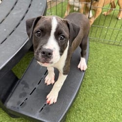 Photo of La Fofo Gigi 8641, adoptable Mixed Breed (Medium) in Loxahatchee, Florida
