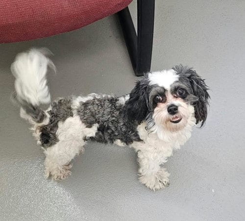 Photo of Kiki, adoptable Shih Tzu in Rockwall, Texas