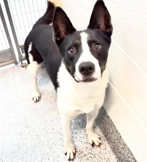 Photo of Baxter, adoptable Border Collie in Houston, Texas