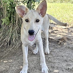 Photo of Sprite, adoptable Corgi in East Hartford, Connecticut