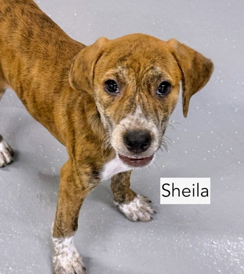 Photo of Sheila, adoptable Hound in Gilberts, Illinois