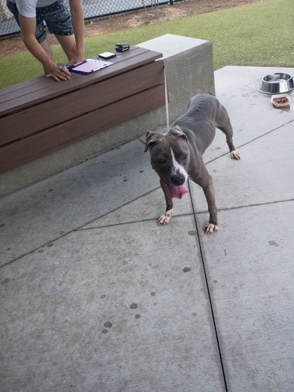 Photo of Hunni, adoptable dog in Atlanta, Georgia