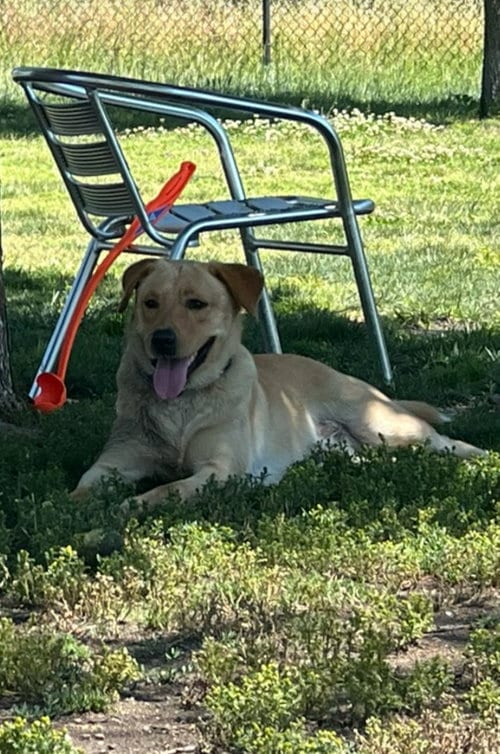Photo of Biscuit, adoptable Labrador Retriever in Dana Point, California