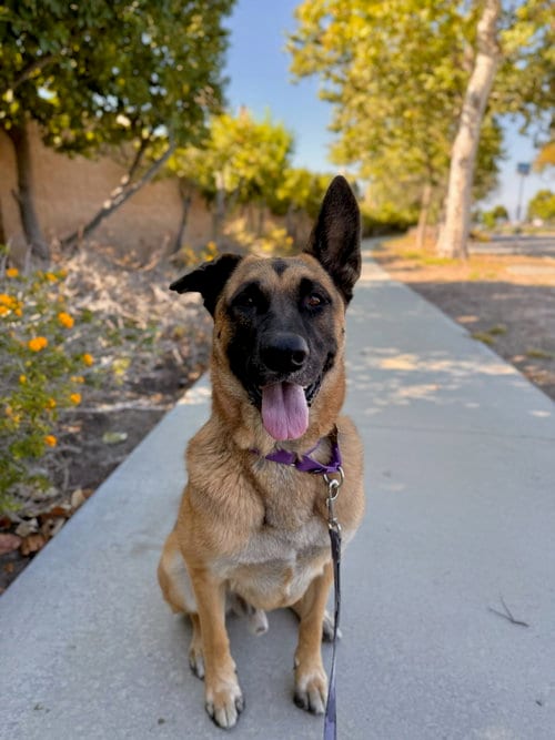 Photo of Gunther, adoptable German Shepherd Dog in Seal Beach, California