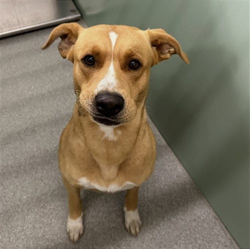 Photo of Felix, adoptable Labrador Retriever in Palmetto, Florida
