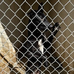 Photo of Layla, adoptable Shepherd (Unknown Type) in Ringgold, Georgia