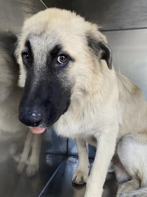 Photo of Lancaster, adoptable Mixed Breed