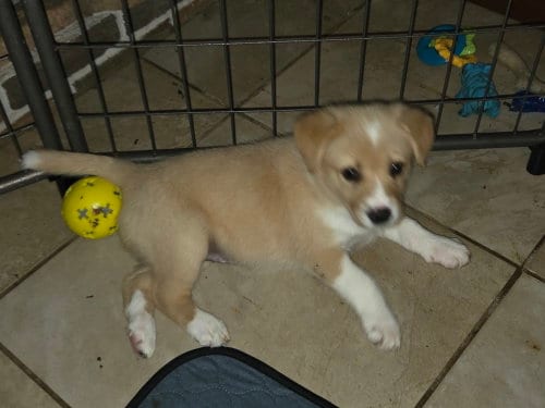 Photo of Stark, adoptable Australian Cattle Dog/Blue Heeler in Garden City, New York
