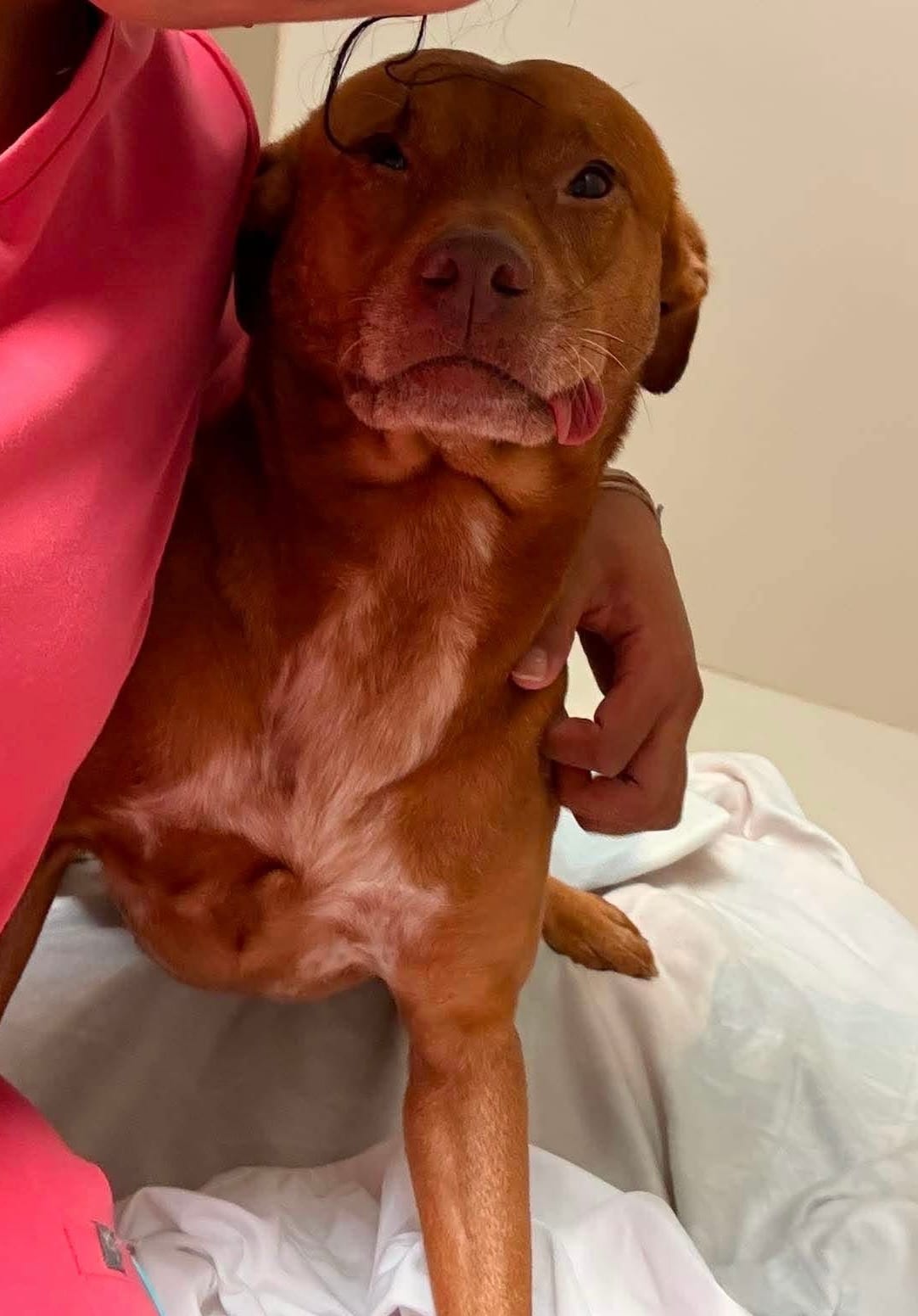 Photo of Trooper, adoptable American Pit Bull Terrier / Labrador Retriever in Fayetteville, West Virginia