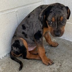 Photo of Wilder 4318, adoptable Catahoula Leopard Dog Mixed Breed (Medium) in Loxahatchee, Florida
