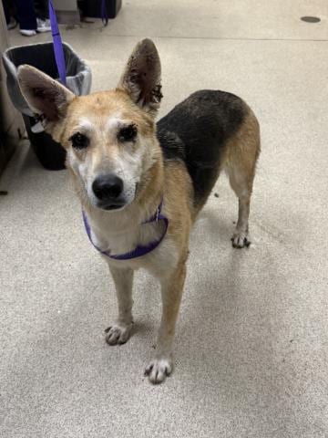 Photo of Daisy, adoptable German Shepherd Dog in Riverside, California