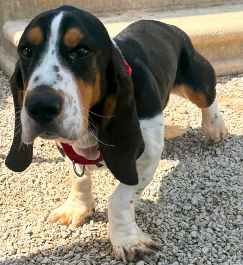 Photo of Briar, adoptable Basset Hound in Milmay, New Jersey