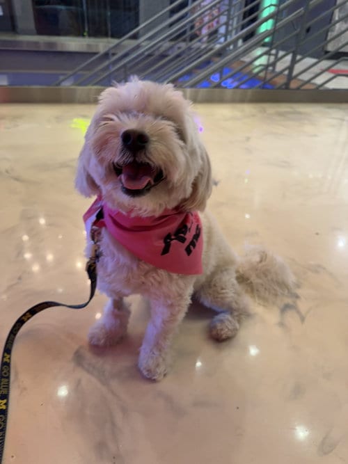 Photo of Winky FH, adoptable Maltese in Sanford, Florida