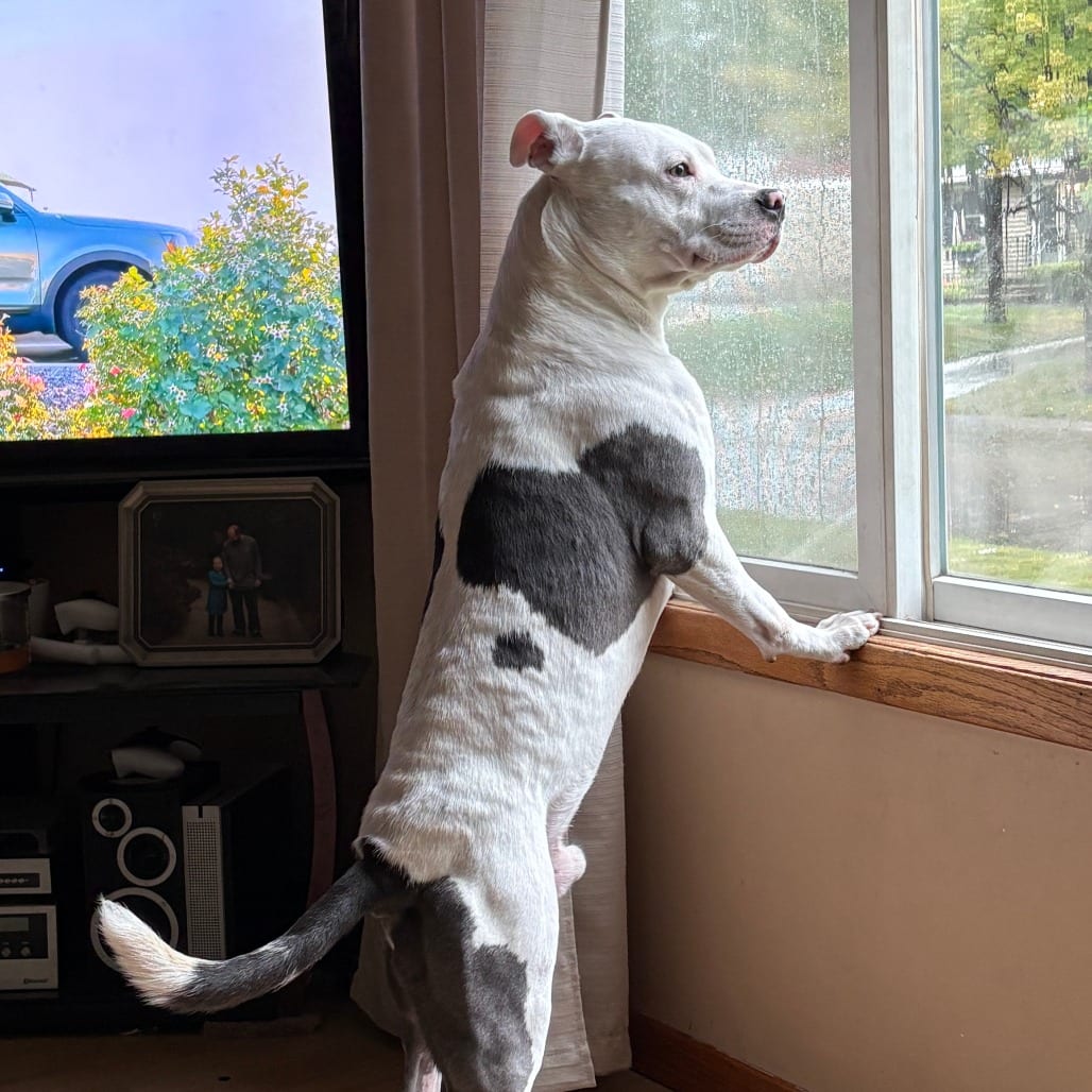 Photo of Ace D12535, adoptable Terrier, Pit Bull / Terrier, Staffordshire Bull in Princeton area, Minnesota