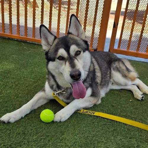 Photo of Simba, adoptable Siberian Husky in Las Vegas, Nevada