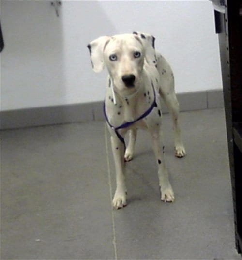 Photo of Angelo, adoptable Dalmatian in Mesa, Arizona