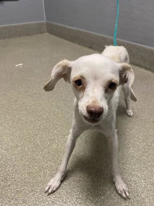 Photo of Crumpet, adoptable Chihuahua in Las Vegas, Nevada