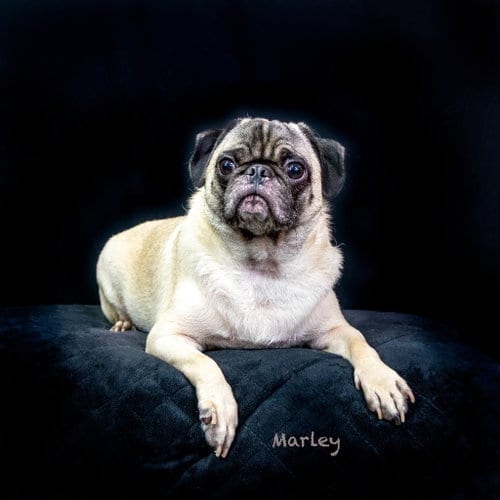 Photo of Marley, adoptable Pug in Hot Springs Village, Arkansas