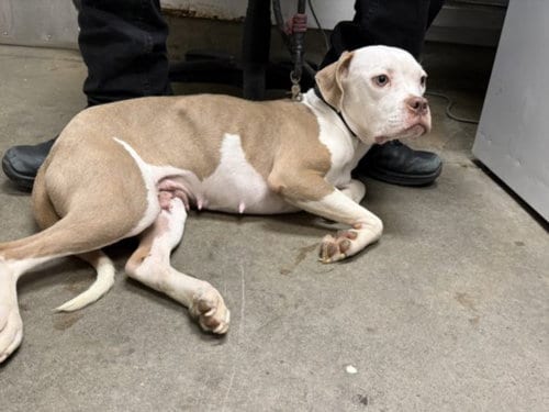 Photo of Hera, adoptable Mastiff in Van Nuys, California