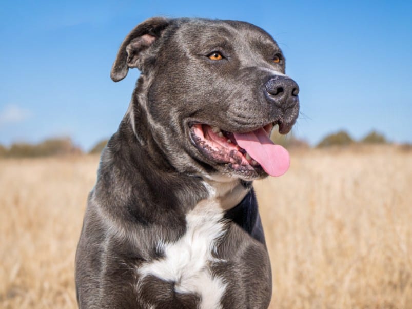 Photo of Shaq, adoptable Mixed Breed in Santa Fe, New Mexico