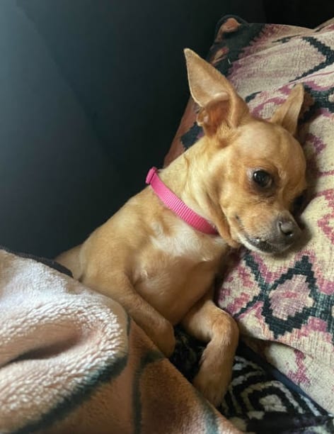 Photo of Buscemi, adoptable Chihuahua in San Diego, California