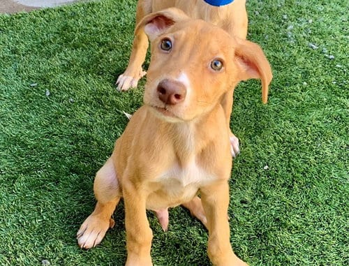 Photo of Greggy, adoptable Labrador Retriever in Moreno Valley, California