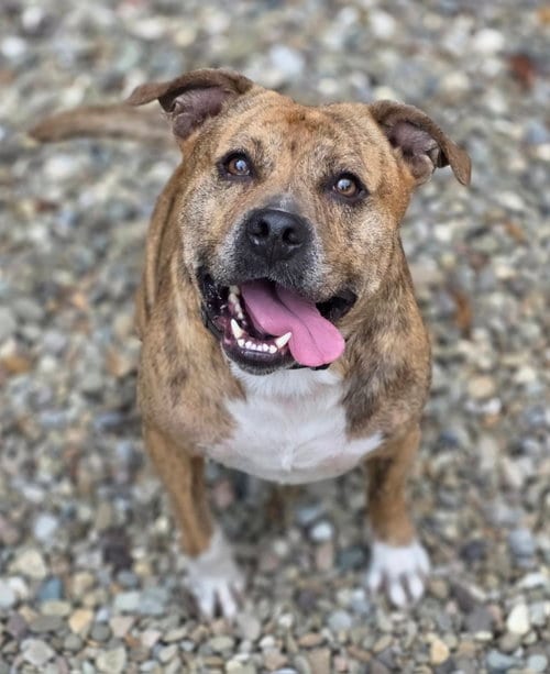 Photo of Bear, adoptable Pit Bull Terrier in Woodsfield, Ohio