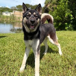 Photo of Stella 1347, adoptable Husky German Shepherd Dog in Loxahatchee, Florida