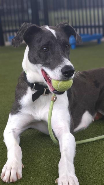 Photo of Esa, adoptable Pointer in Waco, Texas