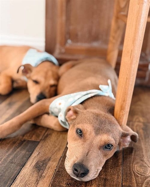 Photo of Flower, adoptable American Pit Bull Terrier in Pasadena, Texas