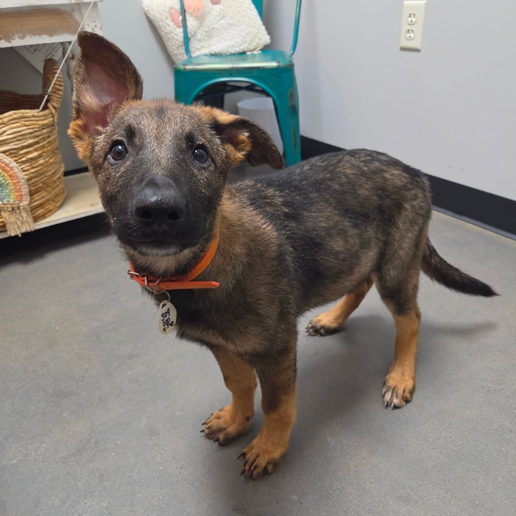 Photo of Wile E., adoptable Shepherd, German / Mixed Breed (Large) in Normal, Illinois