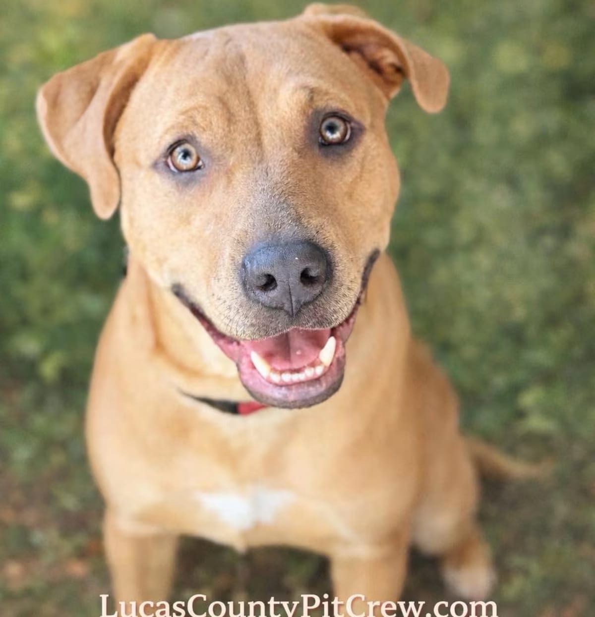 Photo of Aveline, adoptable Labrador Retriever/American Pit Bull Terrier in Toledo, Ohio
