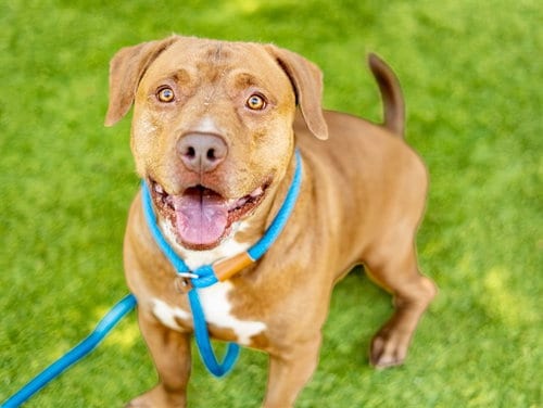 Photo of Brent, adoptable Pit Bull Terrier in San Jose, California