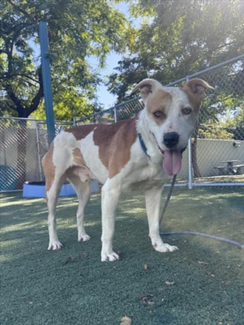 Photo of Godfrey, adoptable Staffordshire Bull Terrier in Chatsworth, California