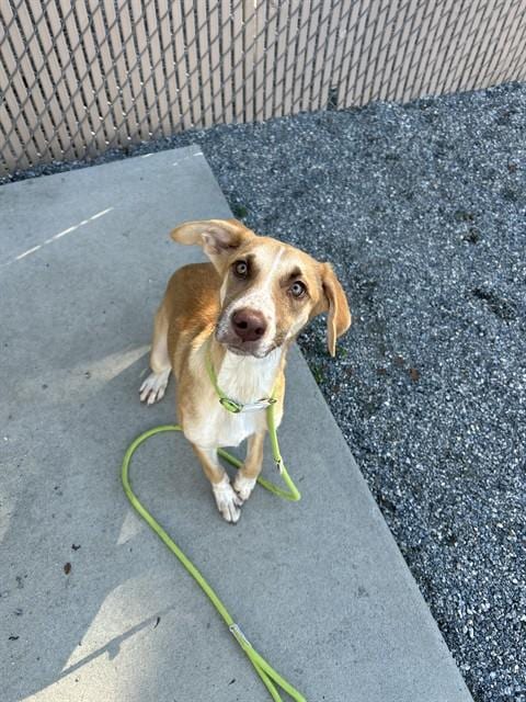 Photo of June Bug, adoptable Whippet in Palmetto, Florida
