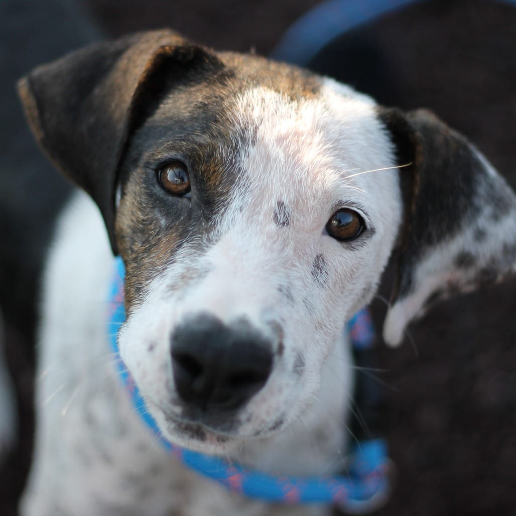 Photo of Callie, adoptable Hound / Mix in Spartanburg, South Carolina