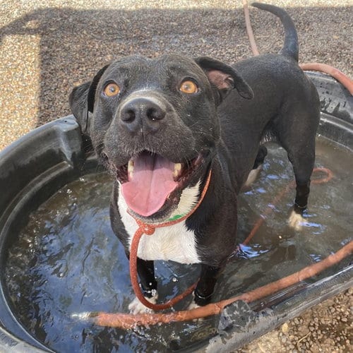Photo of Mason, adoptable American Pit Bull Terrier in Phoenix, Arizona