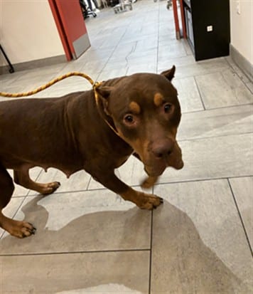 Photo of Serafina, adoptable Terrier mix in Miami, Florida