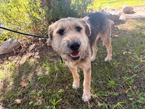 Photo of A5802984, adoptable Airedale Terrier in Baldwin Park, California