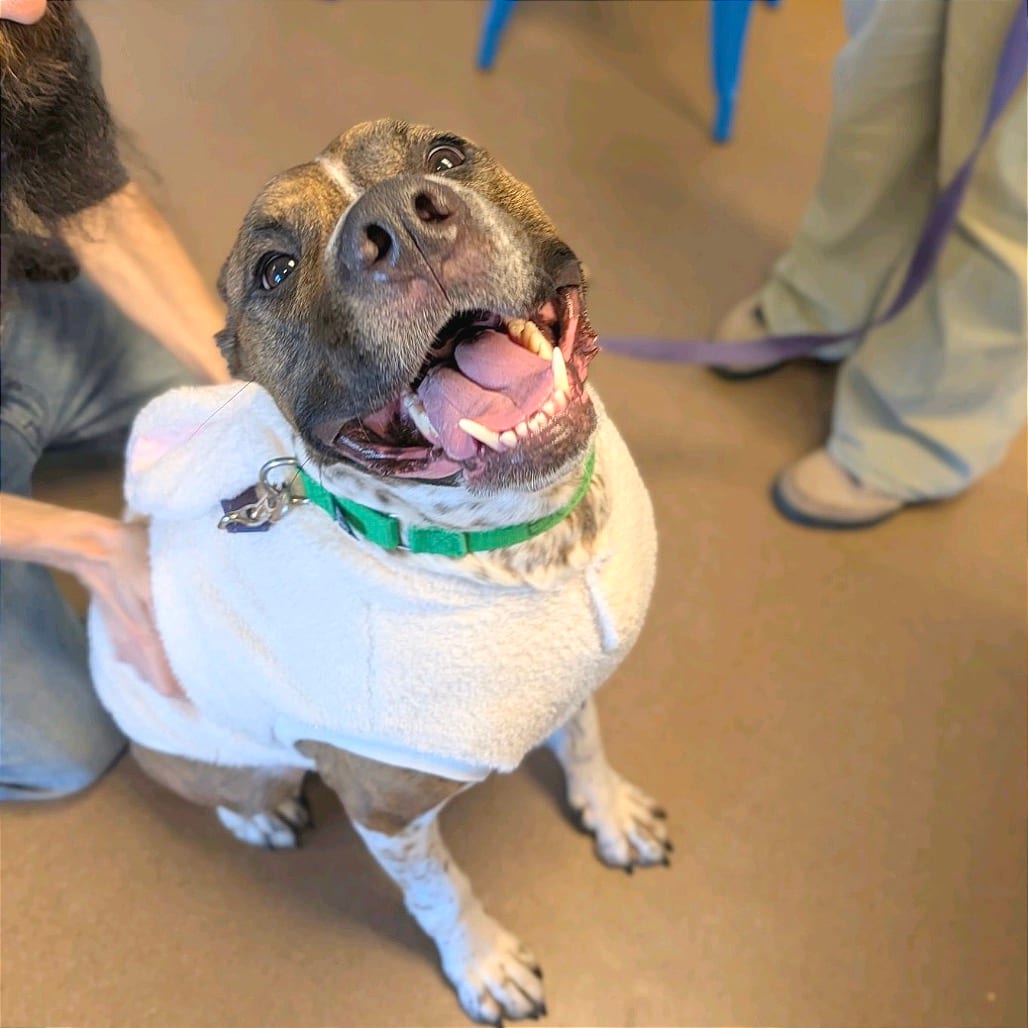 Photo of Ludo, adoptable Mixed Breed (Large)