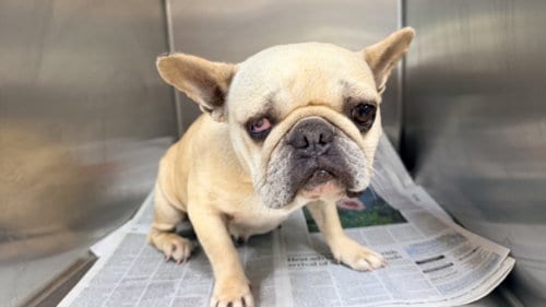 Photo of Lulu, adoptable French Bulldog in San Pedro, California