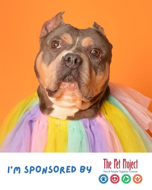 Photo of Felicity, adoptable American Staffordshire Terrier in Fort Lauderdale, Florida
