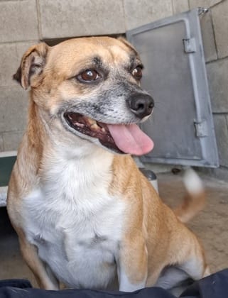 Photo of Munchkin, adoptable Chihuahua, Short Coat/Mix in Bakersfield, California