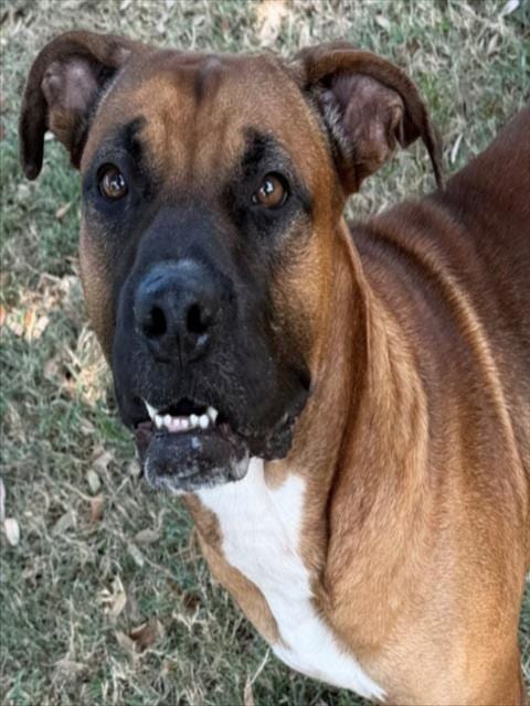Photo of Rambo, adoptable Boxer in Texas City, Texas