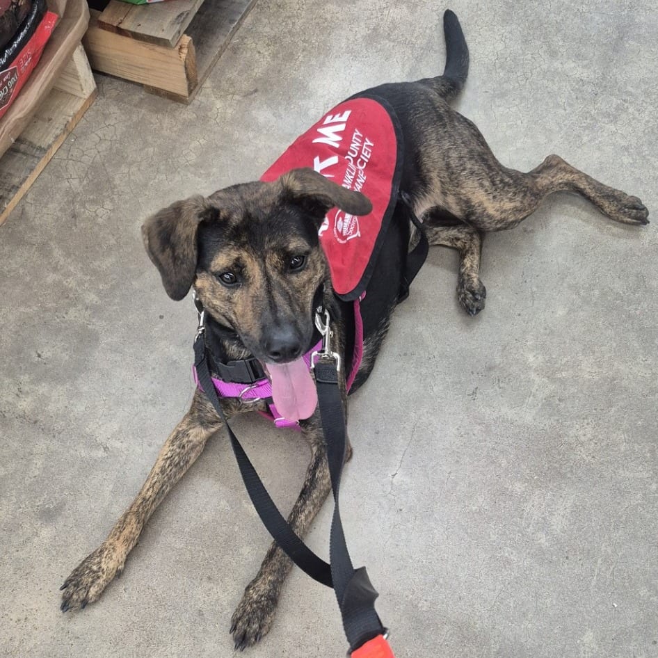 Photo of Minnow K4, adoptable Mountain Cur / Mixed Breed (Medium) in Union, Missouri