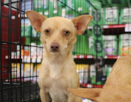 Photo of Wilder, adoptable Chihuahua in Pflugerville, Texas